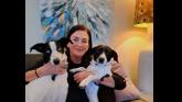 Limerick councillors back scheme for pet-friendly businesses