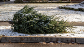 Free Christmas tree recycling across Limerick throughout January