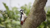 Major ESB upgrade planned for Clare village after woodpeckers cause several power outages