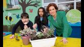 Pollinator ambassadors for schools in Limerick