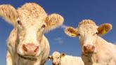 EXLUSIVE: Cattle munch on nursing home residents’ records in Limerick