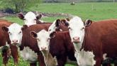 Beef price cuts &lsquo;irresponsible and reckless&rsquo; &ndash; say the IFA