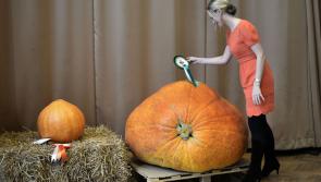 RHS London Harvest Festival Show