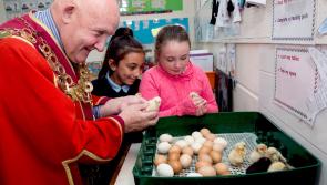 WATCH: Mayoral reception to welcome hatching of chicks at Limerick school
