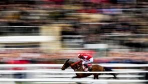 Cheltenham Tips: 5 horses that could make you a fortune at Cheltenham 2019