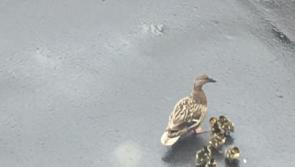 Ducklings have a quacking time at the Limerick Chamber