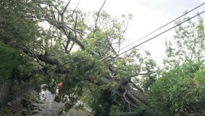 UPDATE: 'Numerous' fallen trees reported as Storm Ali sweeps across Limerick