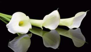 Deaths in Limerick - August 7, 2020