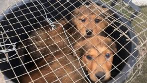 'So evil': Puppies abandoned in container in ditch in County Limerick