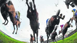 Limerick Harriers host point-to-point on Sunday