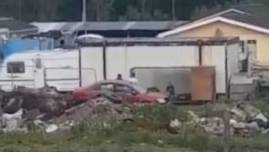 WATCH: 'Horrific abuse' of animal captured in Limerick