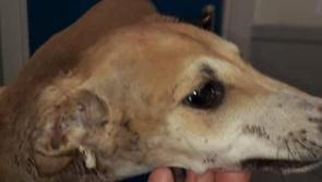 Limerick Animal Welfare rescue 'neglected' puppy with horrific injuries