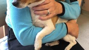 Huge excitement as Tiny the dog  is found 11 months after being stolen