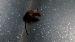 WATCH: Bus Eireann apologises after rodent found on Limerick bus