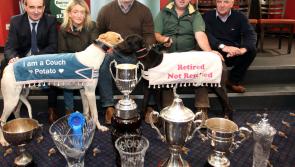 Ireland and Munster Rugby legend launches St Leger in Limerick Greyhound Stadium