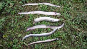 Pressure on ESB to act over mass fish kills at power station near Limerick