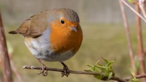 Wild About Wildlife: Learning about nature in Lisnagry