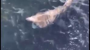 WATCH:  Shark spotted in sea at Kilkee