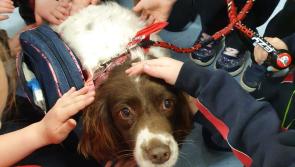Limerick teacher’s appeal to get stolen dog back and warns of ‘massive increase in thefts’