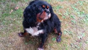10 stolen dogs recovered in  Limerick - appeal issued to trace owners