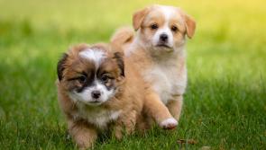 DoneDeal suspends adverts for sale of dogs following surge in dog thefts 