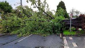 Trees fall 'like a house of cards' across County Limerick