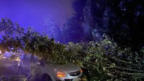 Lucky escape for Limerick motorist as tree falls on car during Storm Ellen
