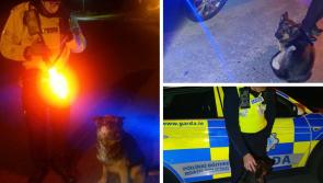 Any leads? Paw Patrol in action in Limerick