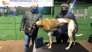 Limerick's Pat Buckley with Deerjet Sydney in final of £50,000 English Greyhound Derby