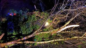 Lucky escape for Limerick motorist as tree falls on car during Storm Bella