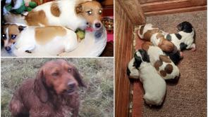 Gardaí issue appeal after theft of dogs including pregnant Jack Russell and litter of puppies in Midlands