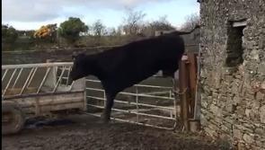 WATCH: Incredible leaping cow would not have been out of place at Cheltenham