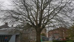 Hundreds of saplings to be planted in Limerick for National Tree Week