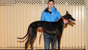 Explosive start to Con and Annie Kirby Memorial Stake at Limerick Stadium