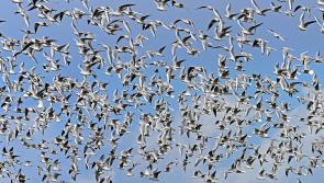 Limerick see sharp jump in callouts for pest birds ahead of summer months