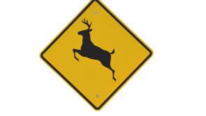 Deer killed and car badly damaged in Limerick collision