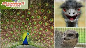 Stonehall Visitor Farm & Wildlife Park is the perfect escape