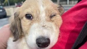 Puppy 'kicked around like a football' rescued by Limerick Animal Welfare and gardai