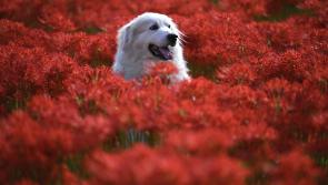 Wild About Wildlife: Taking time out for nature 