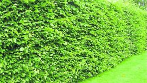 Green Fingers: Getting a handle on overgrown hedges