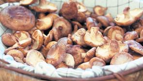 Healthy Living:  Best in season - mushrooms 

