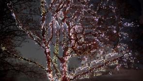 Light up a memory 2021 ceremony at Milford Hospice goes virtual