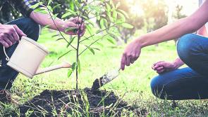 Green Fingers: Do a bit for the planet and plant a tree