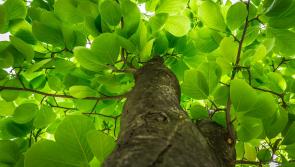 Tree-planting initiative put forward by Limerick councillor