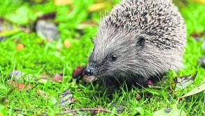 Wild About Wildlife: Surprise discovery in the garden