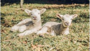 Shock and excitement in Meath as ewe gives birth to five lambs