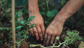 Macra na Feirme to plant 15,000 trees to enhance biodiversity 
