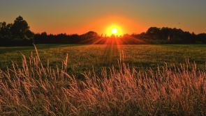 Wild About Wildlife: Enjoying the mini dawn chorus 