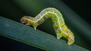 Wild About Wildlife: The buzz of spring is in the air   