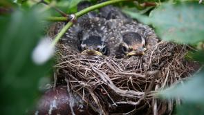 Wild About Wildlife: The busy builders of spring  
